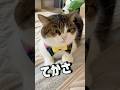 人生トントントンする猫😹　#ねこ #ねこ動画 #人生トントントン
