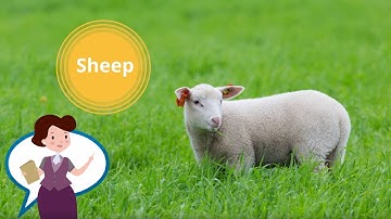 Bé học tiếng anh về động vật - Con cừu - Học Tiếng Anh miễn phí cùng TiDocs