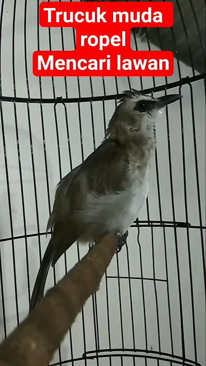 terucukan sedang ropel mencari lawan.. #hobiburung #trucukan #ropelklasikasik #ropelalami