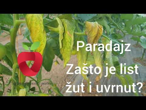 Video: Formiranje Paradajza. Borite Se Protiv Bolesti Paradajza