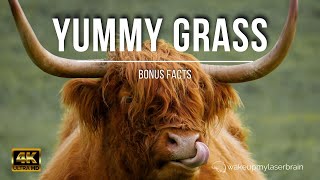 🐄 Cows Eating Grass Sounds 🐮 | 🕙 10 Hours | 🎧 For Calm, Relaxation | ASMR | Dog TV | Bonus Facts