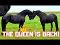 The Queen is back! And Eefje keeps escaping! Friesian horses.