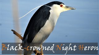 Blackcrowned Night Heron (Nycticorax nycticorax) Bird Call | Stories Of The Kruger
