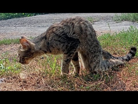 💔 Бездомный кот полз по дороге и просил помощи | Его лапы не слушались и он задыхался | Cat Rescue