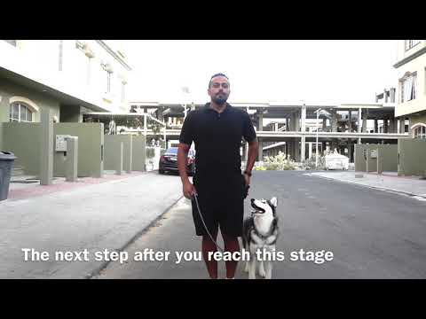 فيديو: كيف تعلم كلبك المشي على مقود