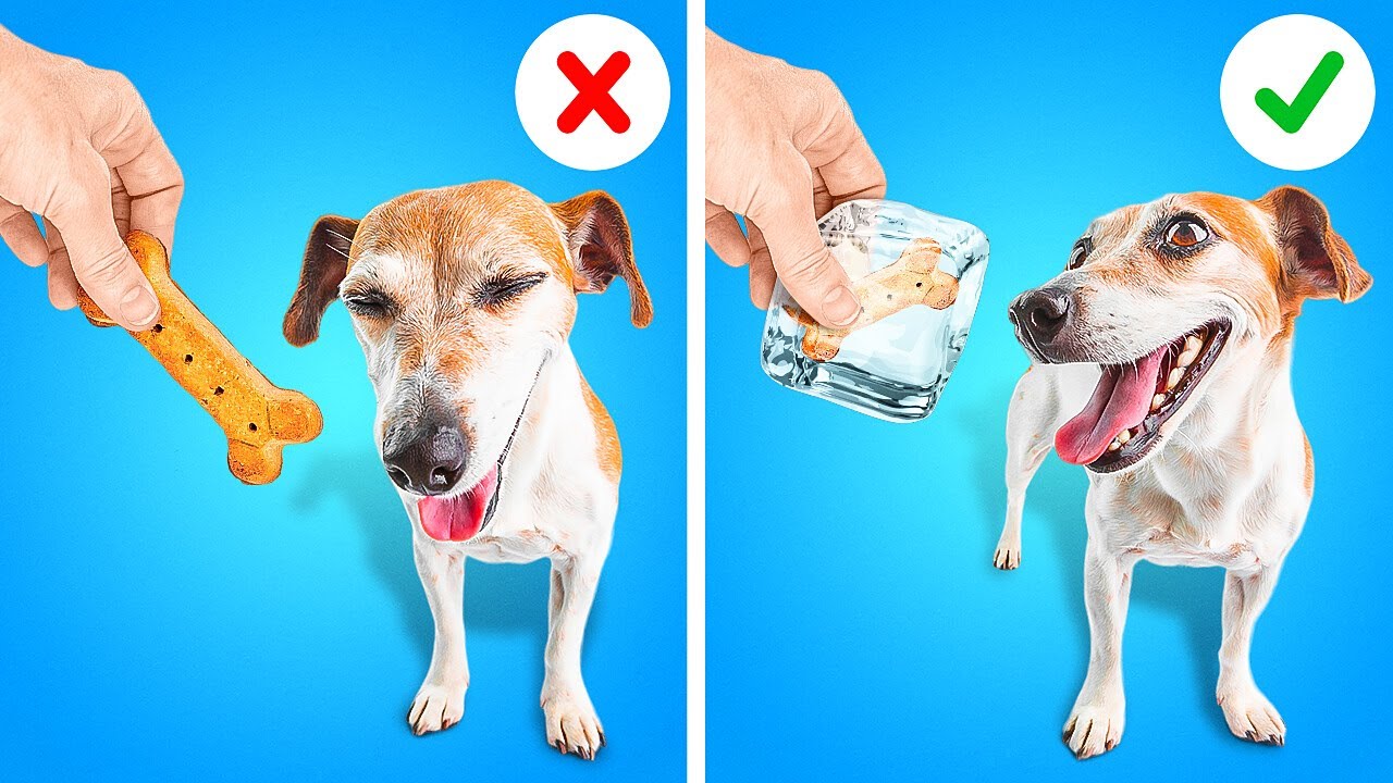 Rich Dog VS Poor Dog: Hacks for Happy Pet Owners