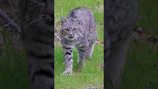 Young bobcat crossing the green field.#bobcat