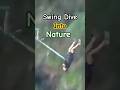 Swing Diving into Nature at too speed. From mountain cliff to the valley. What an exhilarating dive.