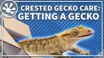 Crested Gecko Care Guide: Getting a New Gecko | Everything you need to know about finding a gecko