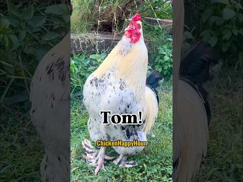Frankie Calls Tom Thomas Tommy Tomas Chicken Funnyshorts Memesdaily Backyardchickens Comedy