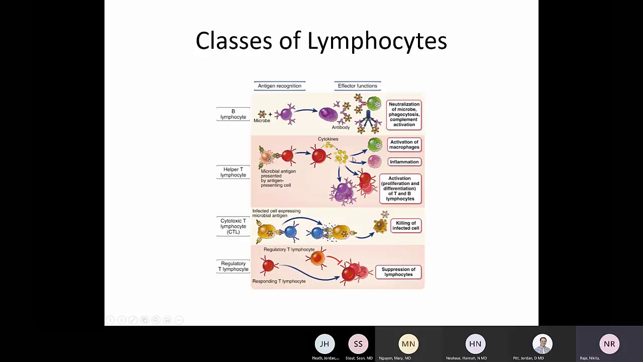 ABBAS BASIC IMMUNOLOGY visual data 8