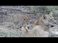 Lioness with 2 cubs, Meru National Park, Kenya,18 August 2018