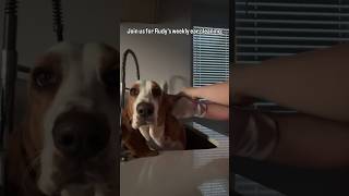 #bassethoundpuppy #dogshorts #bassethounds #dogmemes #dogmom #dogvideos # #bassethound  #basset