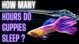 Guppy Fish Care – How Many Hours do Guppies Sleep ?