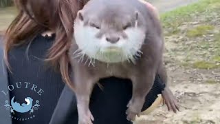 This Otter Hates Walks Lol  #Shorts