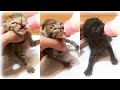 ミルクを飲むと吸い付いてくる赤ちゃん子猫【保護猫】