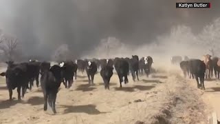 Latest updates on the Texas Wildfires scorching the panhandle