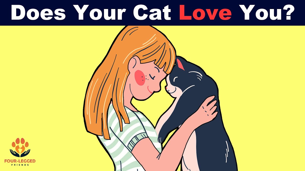 10 Methods To Find Out If Your Cat Loves You YouTube