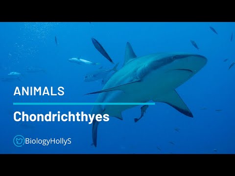 Videó: A chondrichthyes tojik?