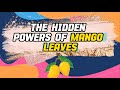 Why Mango Leaves Are the Key to a Healthy Lifestyle