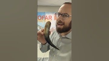 Thumbnail of and shofar must come from a kosher animal to be used on Rosh Hashanah and Yom Kippur