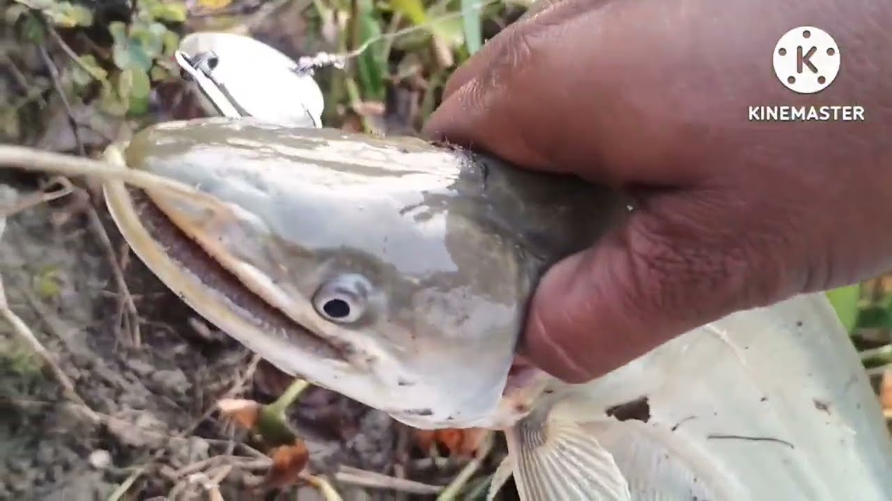 wallago fish video |  Assam fishing video | pathan fish video | technical fishing video ||
