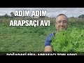 DOĞADAN ARAPSAÇI TOPLAMAK HAKKINDA HER ŞEY 