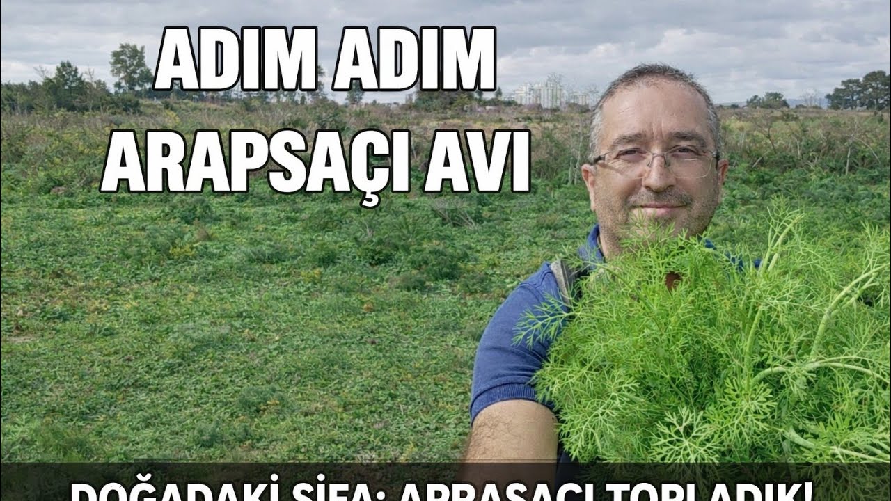 DOĞADAN ARAPSAÇI TOPLAMAK HAKKINDA HER ŞEY 
