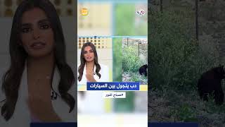 صباح النور l هل تتخيل ذلك.. دب يتجول وسط السيارات في كاليفورنيا !