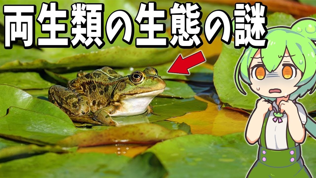生物の謎7選！【両生類の生態】両生類が絶滅の危機？カエルツボカビ症の脅威！【総集編】
