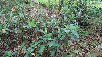 Ý nghĩa và cách trồng chăm sóc cây xương rồng bát tiên