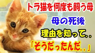 「そうだったんだ」トラ猫を何度も飼う母。母の死後、その理由を知り驚愕! 【猫の不思議な話】【朗読】