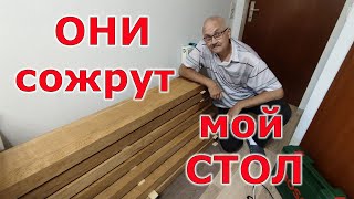 Жуки точильщик против меня. Кто победит?