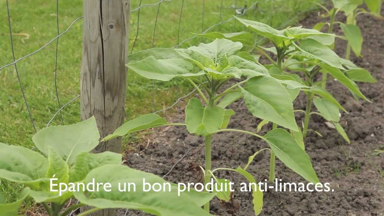 ou planter tournesol