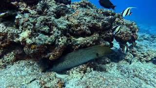 Plongée Passe De Tikehau