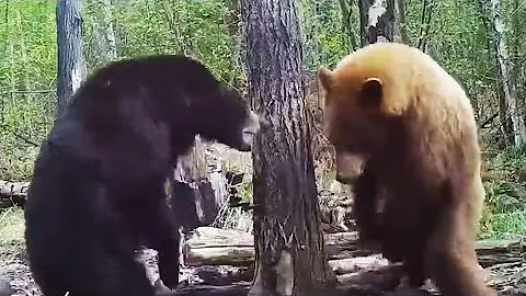 Bear attacks another bear! Fight caught on game camera - Warning: Violent content