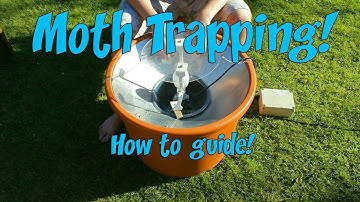 Moth trapping 101 for beginners!
