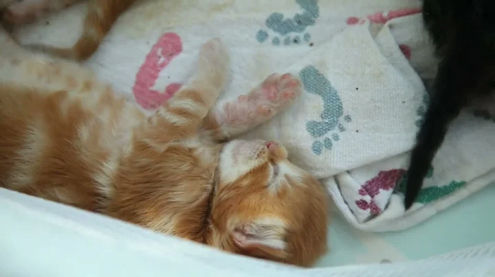 Video 8015211: maine coons born, baby maine coon