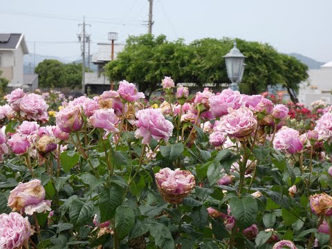 大野町バラ公園20250519