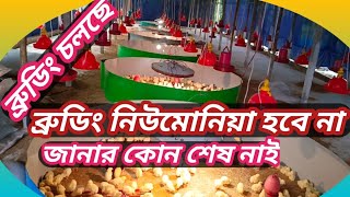 ব্রুডিং নিউমোনিয়া হবে না ইনশাআল্লাহ।