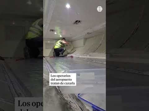 Una serpiente provoca un retraso de dos horas en la salida del vuelo #viralshorts #serpiente
