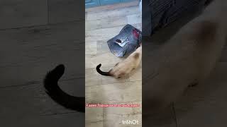 🐈‍⬛‼️жизнь как есть‼️Ладушка не даст скучать😄‼️