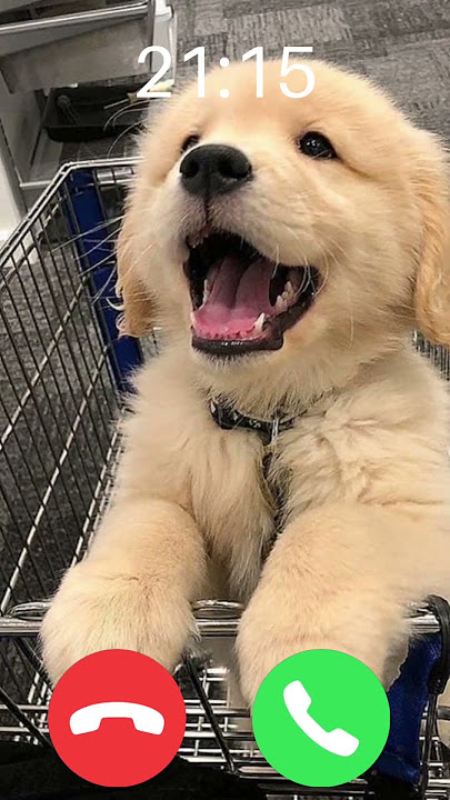 Golden #golden #cat #dog #ringtone #iphone #shorts
