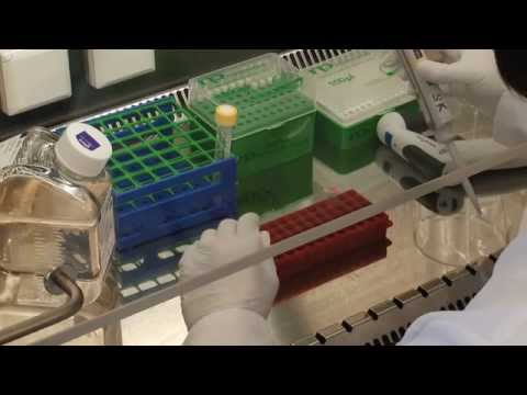 CEVEC: PEI Transfection Video Protocol