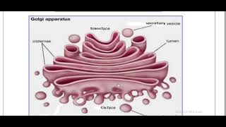 Golgi complex