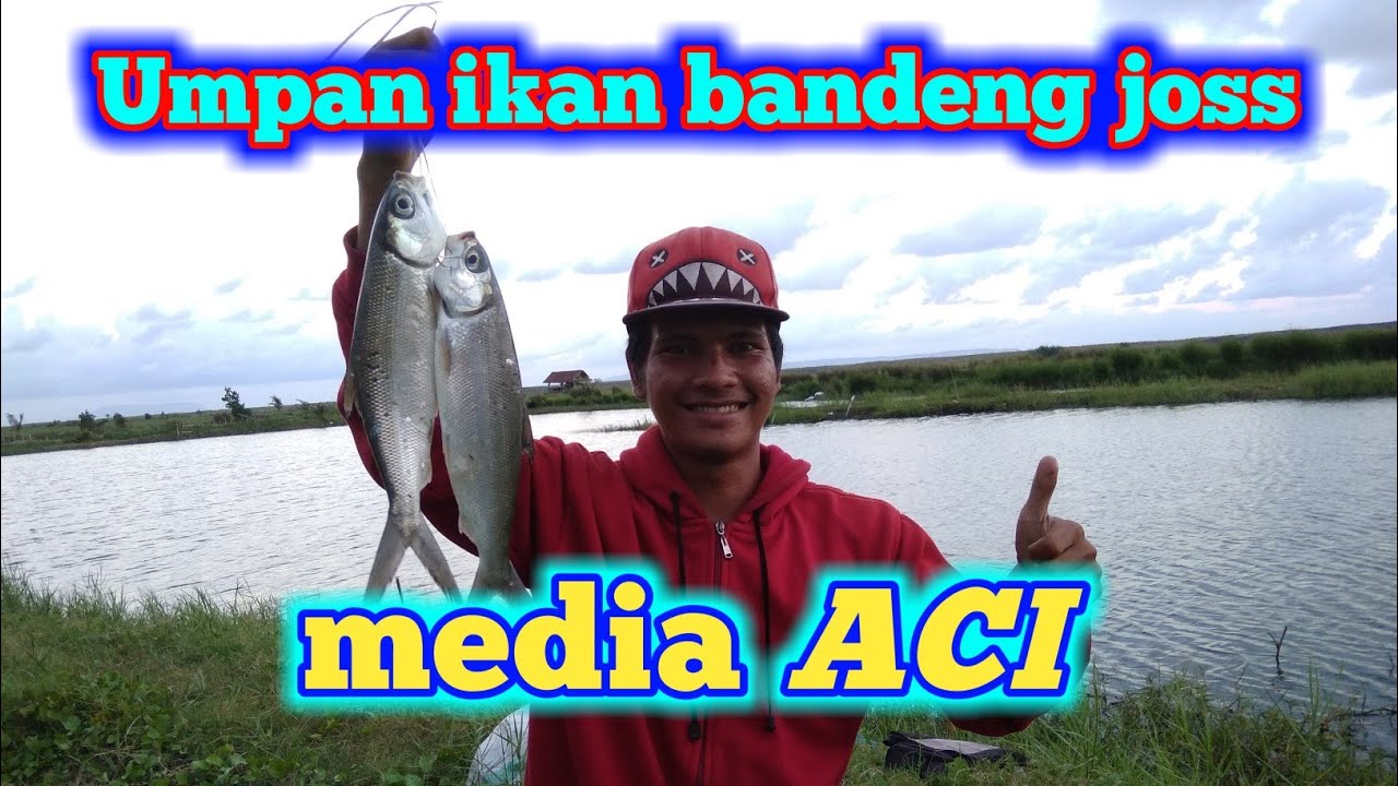 Tutorial membuat umpan ikan bandeng media Aci resep orang Lumajang