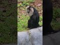 Lion tailed Macaque monkey #monkey #monkeys #kawinnawin