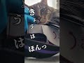かむにゃん見ていたら...なにもしたくない...#shorts