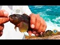 PESCA sobre ROCAS