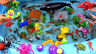 Catch Cute Animals, Rainbow Chicken, Rabbit, Turtle, Catfish, Crocodile, Sharks, Goldfish